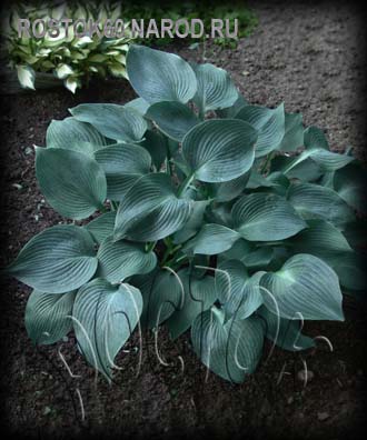 ХОСТА - HOSTA