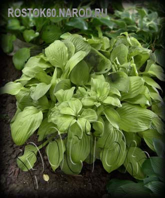 ХОСТА - HOSTA Clifford's Stingray 