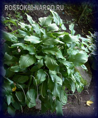 ХОСТА - HOSTA