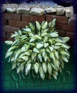 ХОСТА - HOSTA 