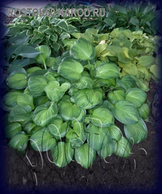 ХОСТА - HOSTA 