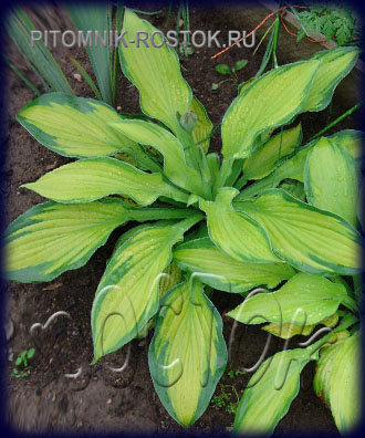 ХОСТА - HOSTA Fortunei Albopicta